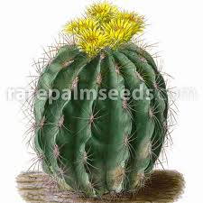 Un cáctus seco es un cáctus que evidentemente necesita agua, pero cuidado no vaya a ser que te pases. Ferocactus Echidne Compra Semillas En Rarepalmseeds Com