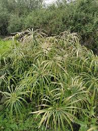 Image result for Cyperus hemisphaericus