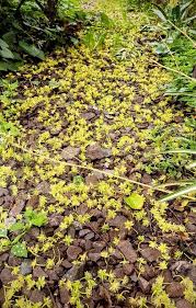 Image result for Dovyalis abyssinica