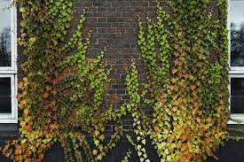 Pet parents can enjoy indoor trailing and climbing indoor climbing plants indoor plants names climbing vines hanging plants indoor plant wall. Best Vines For Brick Walls Tips On Choosing Vines For Brick Walls
