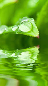 ما أروع قطرات الندى التي تبلل الأزهار و الوراق و الأشجار مع غيمة من تباريح الليل وفجر النهار كأنها حبات لؤلؤ أو كنقط من العنبر‎. Lwp Ù‚Ø·Ø±Ø§Øª Ø§Ù„Ù†Ø¯Ù‰ For Android Apk Download