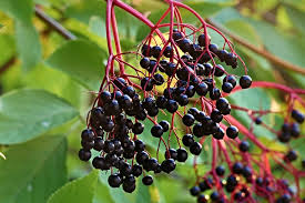 Apple trees grow well within the state of ohio. How To Forage For Native Ohio Fruit This Fall Farm And Dairy
