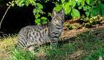 8 Cat Breeds That Resemble Tigers, Leopards and Other Wild ...