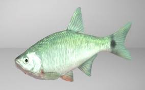 We did not find results for: Gewasser Details Caruptors Fishingplanet Guides Webseite