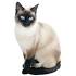Siamese Cat Breed Profile | Petfinder