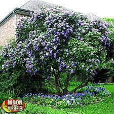 Rarely called silverleaf, this popular bush is predominately specified as texas ranger plant or purple texas sage. Trees Flowering Trees Texas Mountain Laurel Texas Mountain Laurel Desert Landscaping Flowering Trees