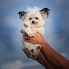 Me At The Sea Dogs Your Dog Tiny Dogs