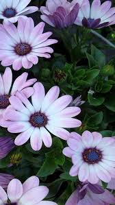 Purple Flower Wallpaper For Iphone 3d Wallpapers Flower Iphone Wallpaper Flower Wallpaper Purple Flowers Wallpaper