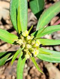Image result for Euphorbia heterophylla