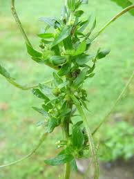 Image result for Acalypha brachystachya