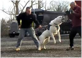 You can find central asian shepherd puppies priced from $1000 usd to $1500 usd with one of our credible breeders. The Central Asian Shepherd Blog Central Asian Shepherd Dog Breeders