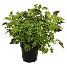 Image result for Coleus shirensis