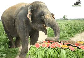 From Burgers To Beetroots The Seven Year Long Tale Of Tough Choices For Laxmi Wildlife Sos