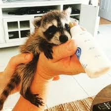 esse adoravel guaxinim vive com dois cachorros e agora acha que e um deles pet raccoon baby raccoon cute raccoon