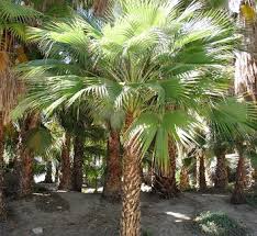 Image result for Triumfetta brachyceras