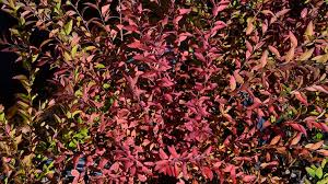 Image result for Thunbergia pynaertii