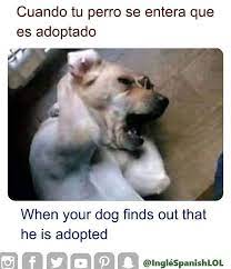 Dog Memes English Memes Book Club Books Audible Books