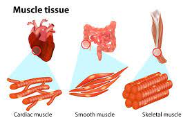 Three Types Of Muscle Tissue 10 Reasons Why Water Is Important Muscle Tissue Muscle Gain Workout Types Of Muscles