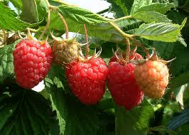 Image result for Rubus