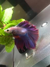 To be honest, trying to figure this out can be kind of confusing. Does My Betta Fish Have Fin Rot He Is A Double Tail Male Betta I Got Home My Aquarium Club