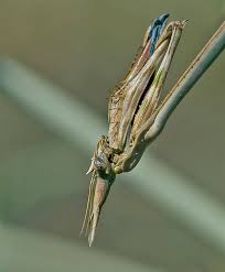 Image result for Empogona ruandensis