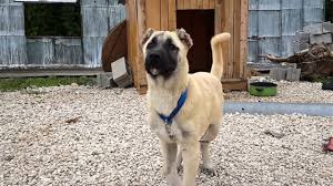 Kangal Tomas 3 5 Aylik 3 5 Months Old Kangal Dog Youtube