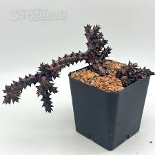 Image result for Afrosciadium eylesii