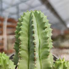 Image result for Euphorbia fortissima