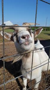 Billy Asks Got Another Carrot For Me 7 15 17 Cute Goats Pygmy Goat Zoo Animals