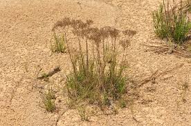 Image result for Lintonia nutans