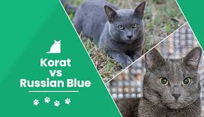 Russian blue cats typically live between 15 to 20 years on average. Korat Cat Vs Russian Blue What S The Difference With Pictures Excited Cats