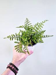 Image result for Asplenium gemmiferum