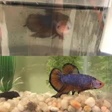 Milky white rosetail betta fish. I Just Adopted A New Fish With My Partner Today He S A Halfmoon King Betta Named Claude I Ve Never Seen A Fish So Happy To Be Out Of A Pet Store