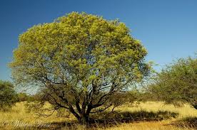 Image result for Peltophorum africanum