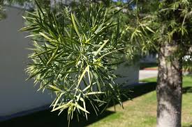 How to grow podocarpus gracilior (fern pine). Fern Pine University Of Redlands