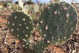 Effective, likely effective, possibly effective, possibly ineffective, likely. Dave Pepler Hoe Om Cocineal Te Beheer How To Treat Cochineal Scale If The Infestation Of Scale Is Minimal Cochineal Scale Treatment Consists Simply Of A Spray Of Water Blast The