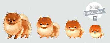 Doodle Study Pomeranian Thousand Skies Animal Illustration Cute Drawings Animal Drawings