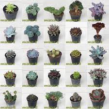 Maybe you would like to learn more about one of these? Sukulen Kaktus Jual 133 Jenis Tanaman Kaktus Sukulen Hias Online Www Kaktus Id 2 Www Kaktus Id