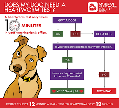 Check spelling or type a new query. Saving Heartworm Positive Dogs One Day At A Time Furkids Georgia S Largest No Kill Animal Rescue Shelters