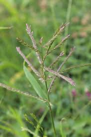 Image result for Eriochloa