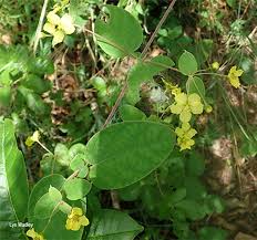 Image result for Sphedamnocarpus pruriens