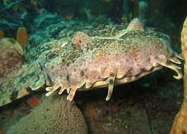 Der teppichhai | die teppichhaie. Ornament Teppichhai Orectolobus Ornatus Fischlexikon