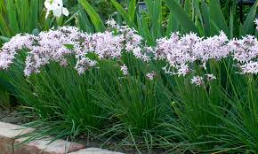 Image result for Tulbaghia friesii