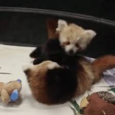 A collection of the top 37 cute baby red pandas wallpapers and backgrounds available for download for free. Play Fight Gifs Wifflegif