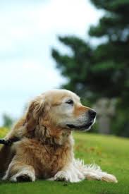 The decision to have a pet 'put to sleep', to choose euthanasia to end their life, is one of the hardest decisions a. Euthanasia Bereavement Wood Vets Quedgeley