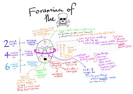 The Skull Has Numerous Holes Foramina Through Which Various Cranial Nerves Arteries Veins And Other Struct Cranial Nerves Mnemonic Cranial Nerves Mnemonics