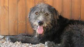 Maybe you would like to learn more about one of these? Vituzzo Sardinienhunde E V