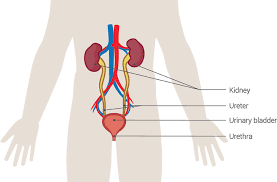 Spinal Cord Injury Bladder Management