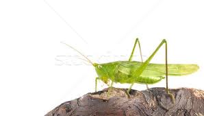 Grasshopper, any of a group of jumping insects of the suborder caelifera that are found in a variety of habitats. Grasshopper Caelifera Stock Photo C Asturianu 1157142 Stockfresh