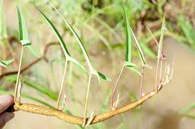 Image result for Ipomoea aquatica